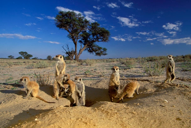 Kgalgadi (Kalahari) Transfrontier Park, South Africa