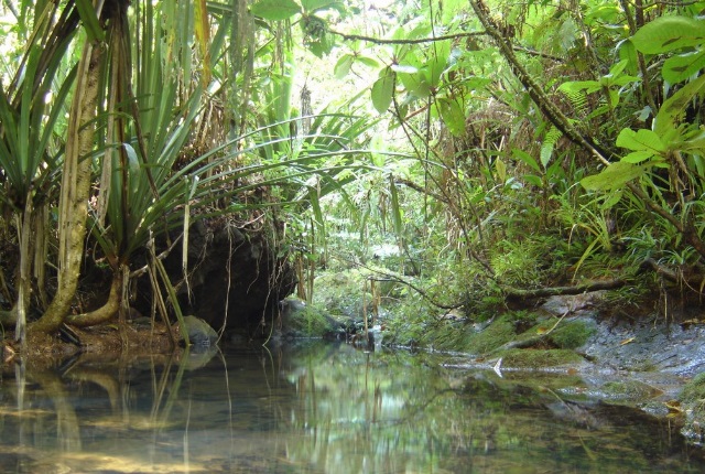 Trek Through the Lush Rainforest at Colo I Suva Forest