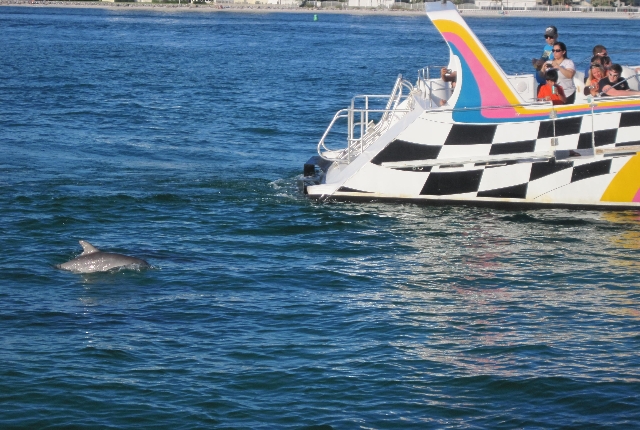 Dolphin Sightseeing Tour
