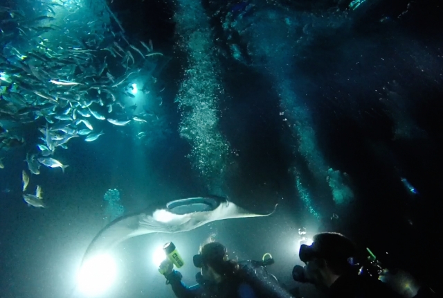 Manta Ray Night Dive, U.S.A