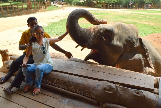 Visit Elephant Orphanage