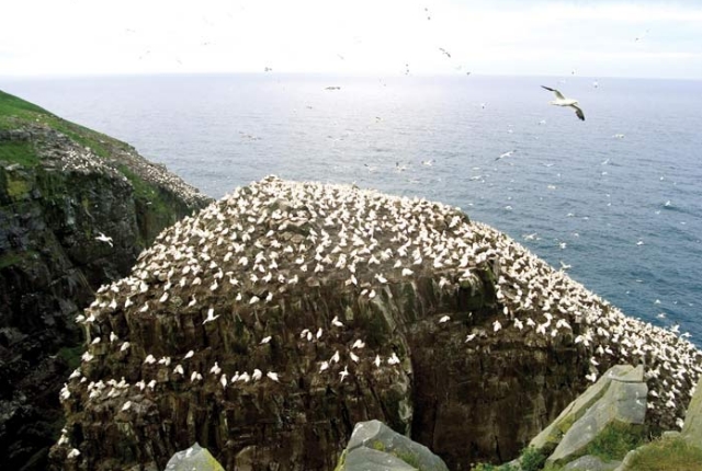 Cape St. Mary's Ecological Reserve