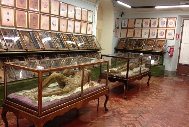 Explore Natural History In La Specola Museum