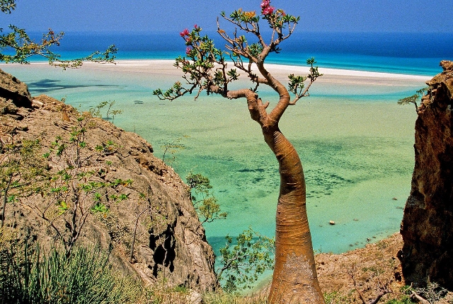 The Otherworldly Socotra Island