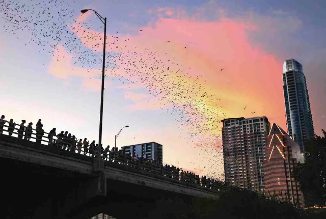 Watch Bats In Congress Avenue Bats