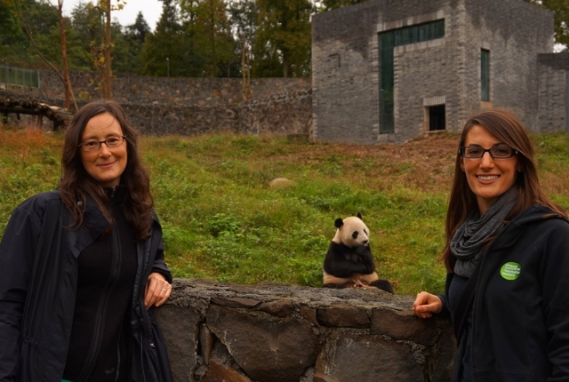 Watch Pandas At San Diego Zoo