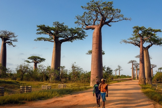 Watch Unique Baobab Trees