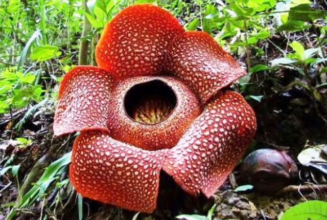 Check Out The Largest Flower