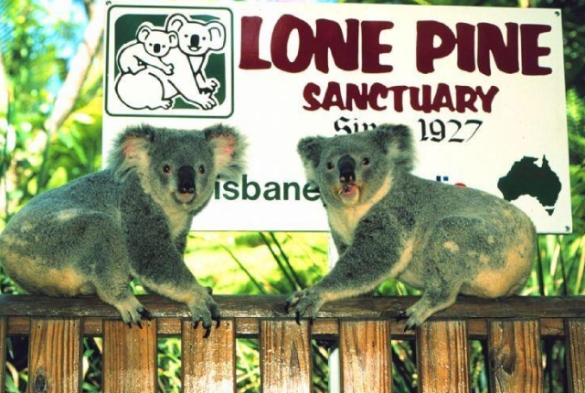 Lone Pine Koala Sanctuary
