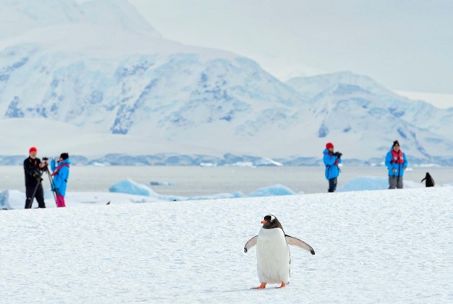 Meet the penguins of Antarctica