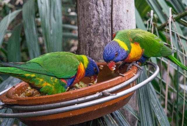 Watch Parrots At Loro Parque