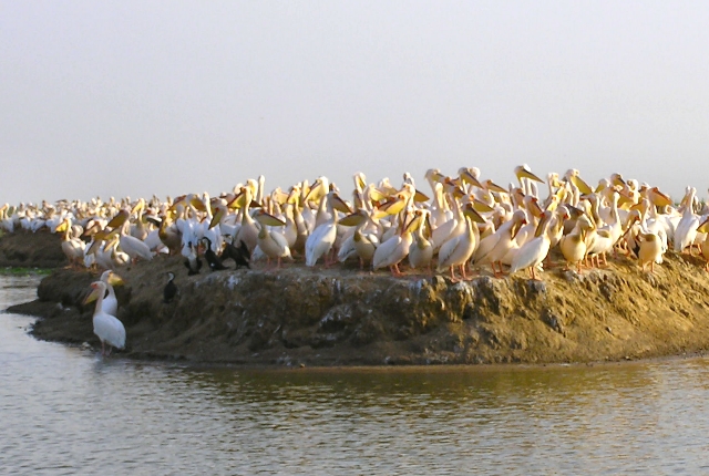 djoudj-national-bird-sanctuary