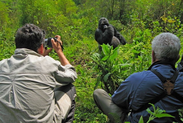 enjoy-gorilla-safari