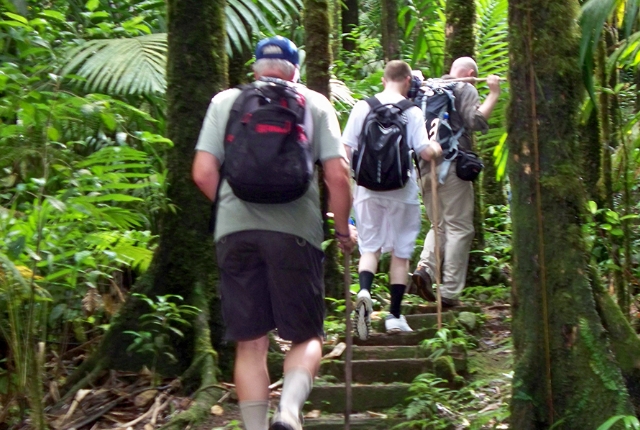 rainforest-walk
