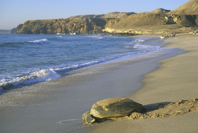 ras-al-jinz-turtle-beach