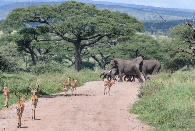 serengeti-national-park-in-tanzania