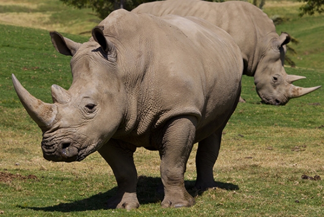 spot-the-rare-black-rhino