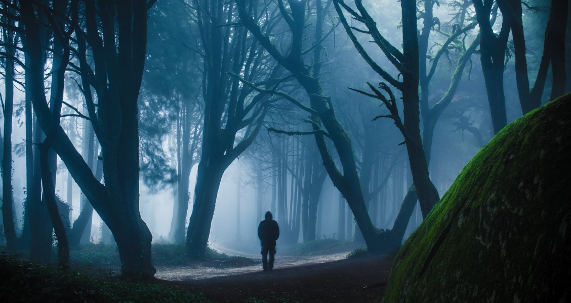 5 Most Enthralling Forests In The World You Must Visit - TravelTourXP.com