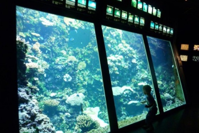  Aquarium De La Reunion