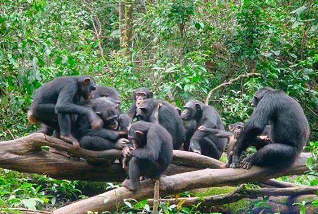 tacugama-chimpanzee-sanctuary