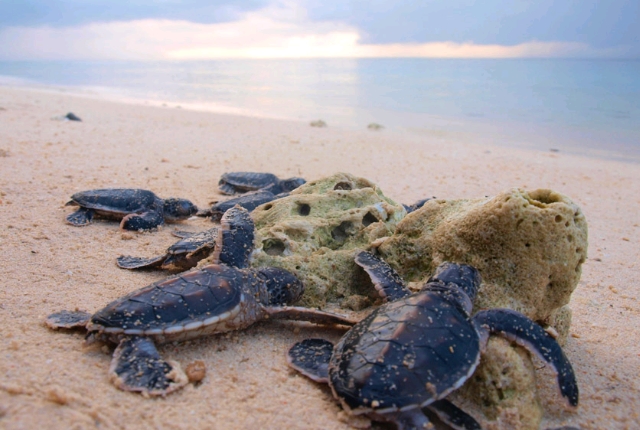 turtle-islands