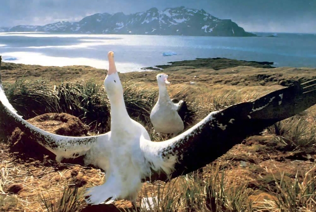 albatross-watching-in-prion-and-albatross-islands