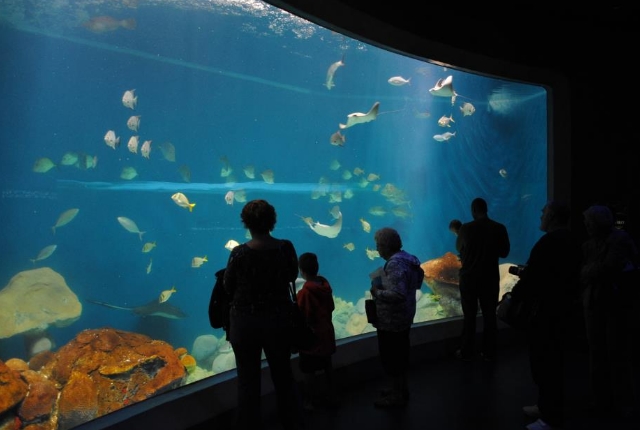 national-mississipi-river-museum-and-aquarium