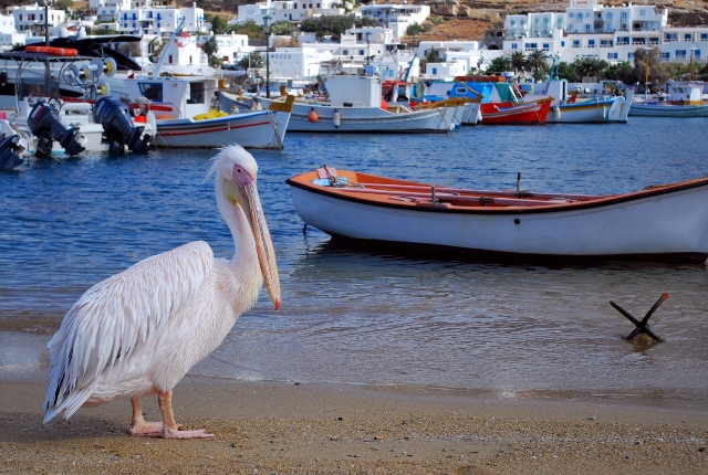 view-pelicans
