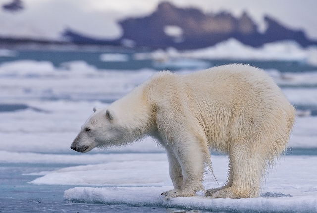 Catch A Glimpse Of Polar Bear