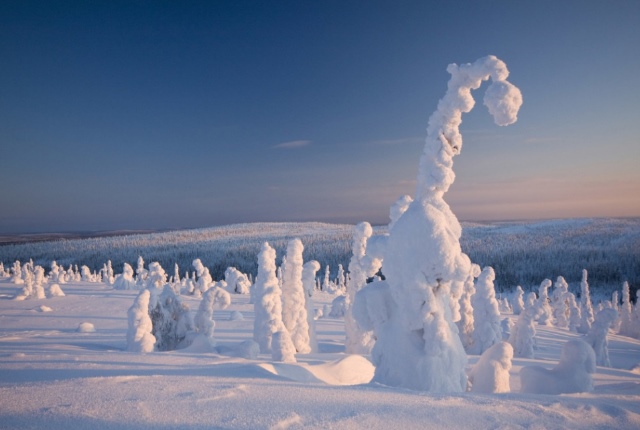 Frozen Trees Lapland