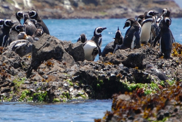 Humboldt Penguin Reserve