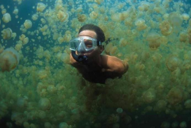 Jellyfish Lake