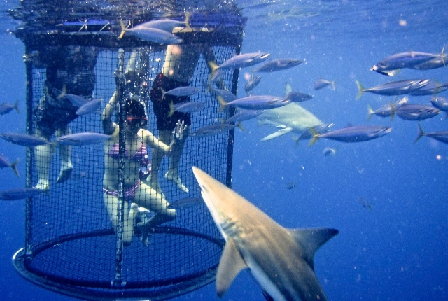 Shark Cage Dive