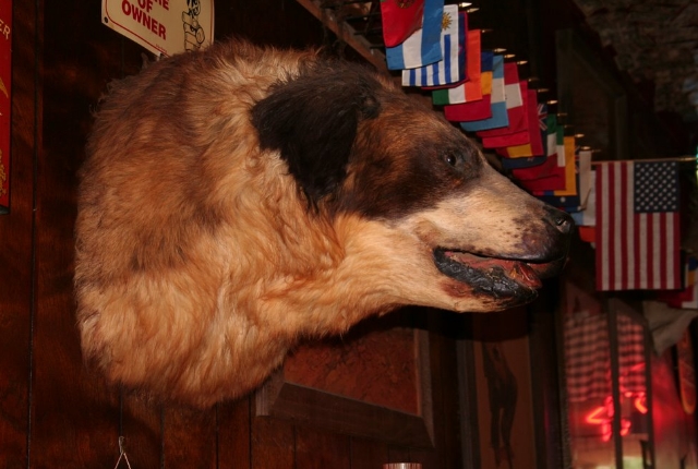 Staffed Head Of The Largest Dog, Huntsville