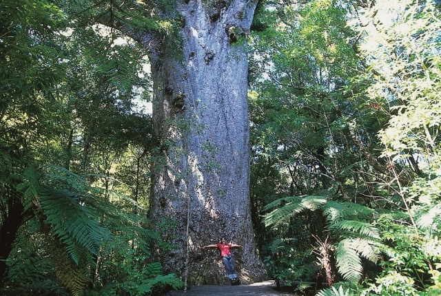 Ancient Waipoua Forest, New Zealand