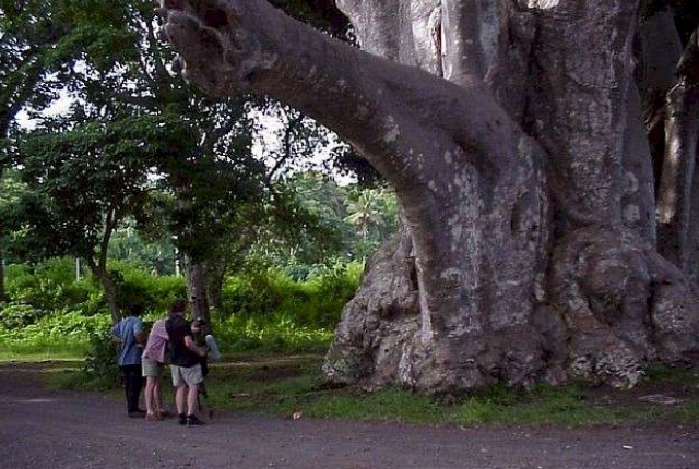 Gaze At Giant Baobab Tree