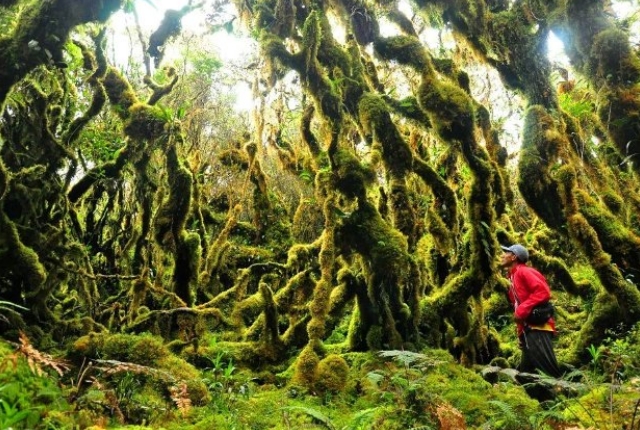 Wild Forest Of Papua In New Guinea