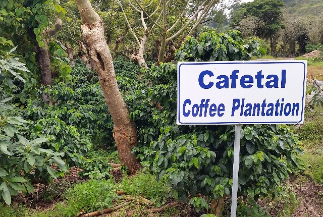 Explore Coffee Plantations