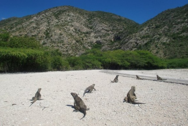 Watch Crocodiles At Lago Enriquillo