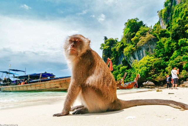  Monkey Beach