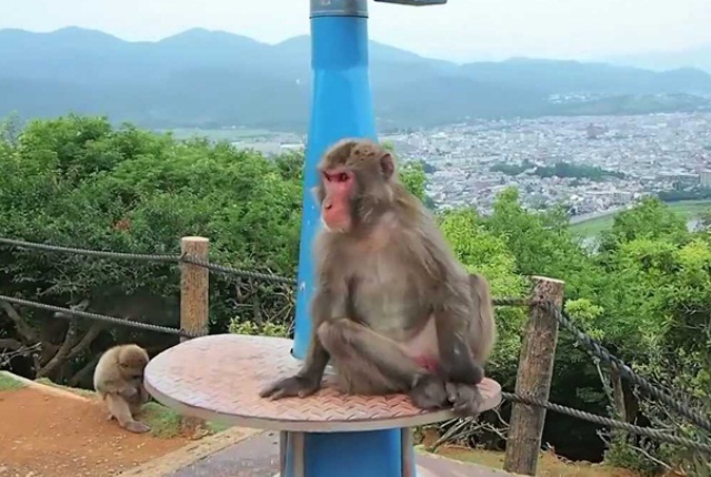 Spend Time At Monkey Park Iwatayama